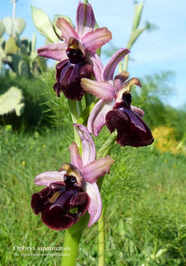 Orchidea Mattinata Parco Del Gargano Apartment Ngoại thất bức ảnh